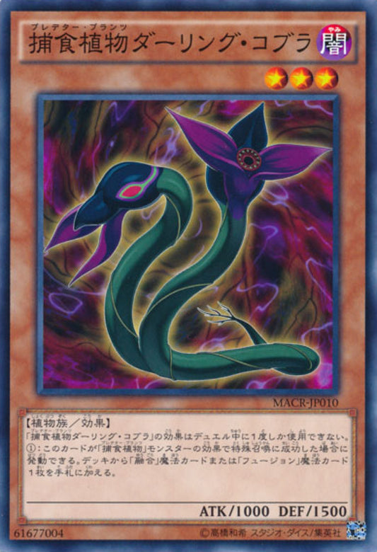 [遊戲王] 捕食植物瓶子草眼鏡蛇 / 捕食植物ダーリング·コブラ / Predaplant Darlingtonia Cobra-Trading Card Game-TCG-Oztet Amigo